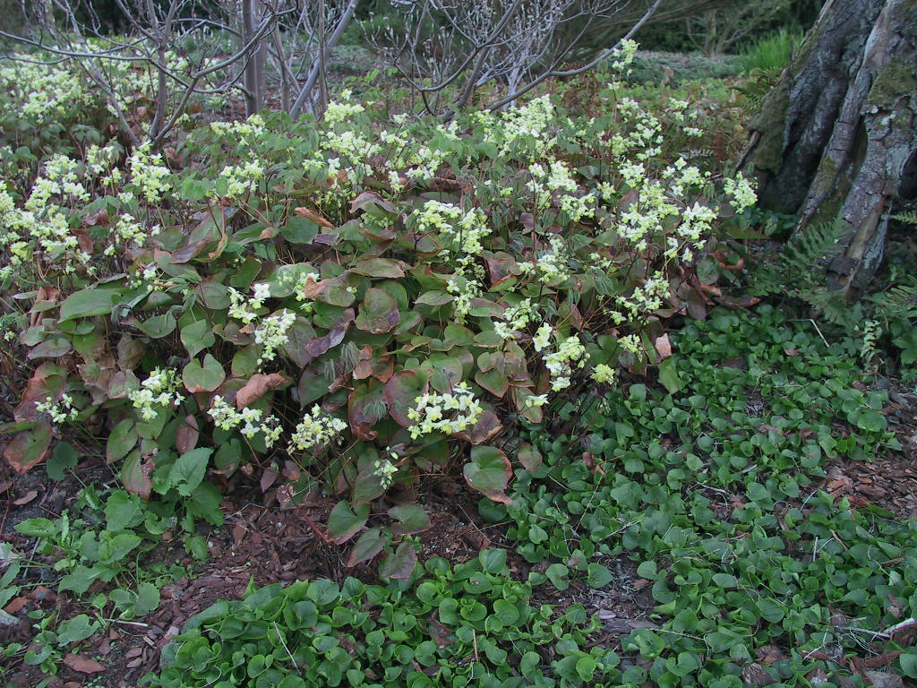 Epimedium versicolor Sulphureum1.JPG